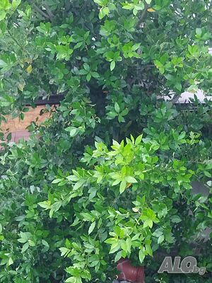 image_5