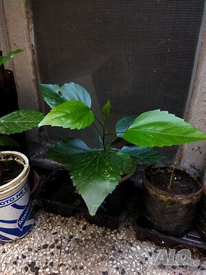 image_6