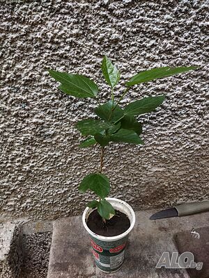 image_9