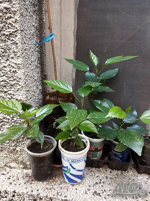 image_11