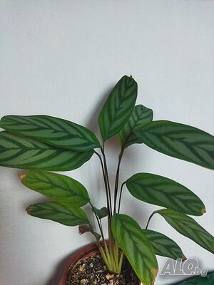 image_2