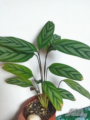 image_3