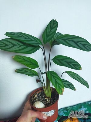 image_4