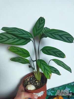 image_5