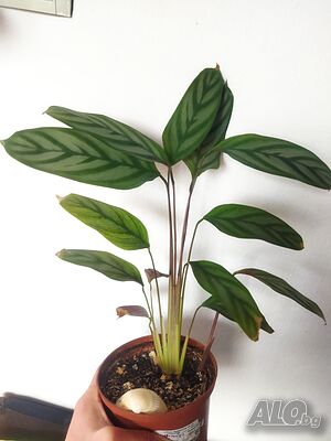image_6