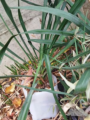 image_5