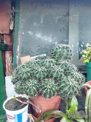 image_2