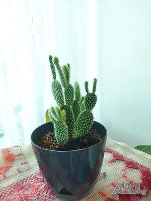 image_3