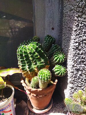 image_4