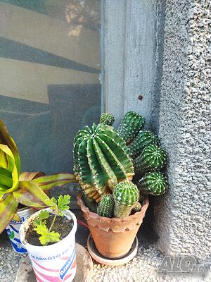 image_5