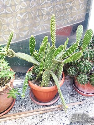 image_8