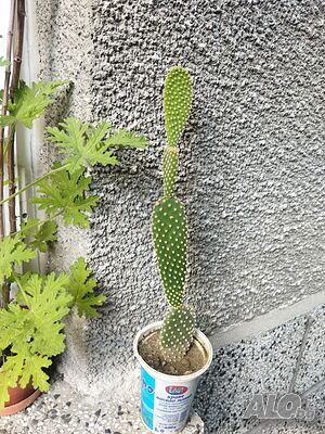 image_9