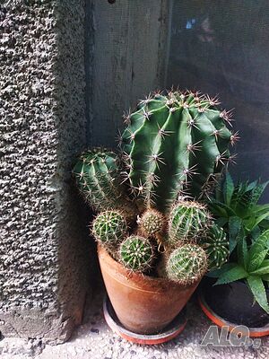 image_12