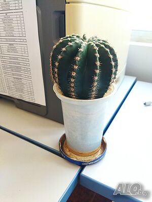 image_5