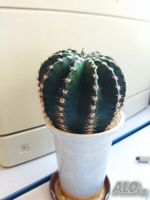image_2