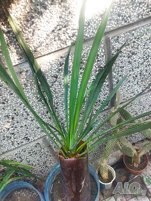 image_11