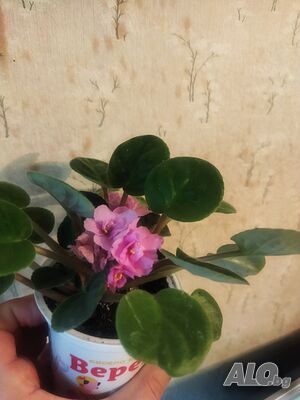 image_6