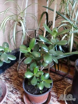image_4