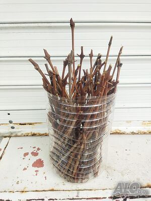 image_4