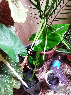image_7