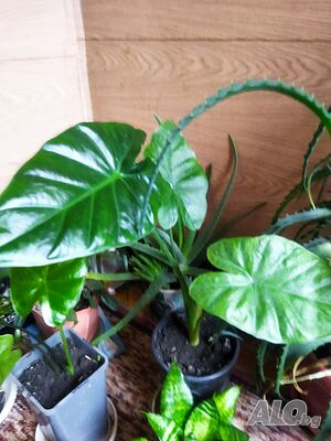 image_4
