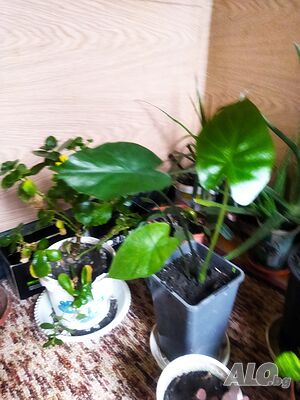 image_5