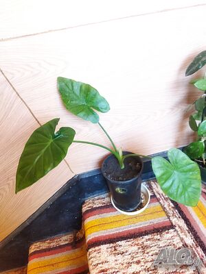 image_3