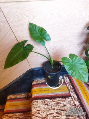 image_2
