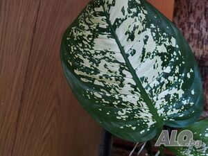 image_8