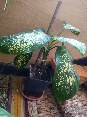 image_5