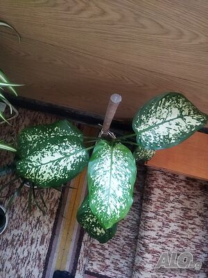 image_11
