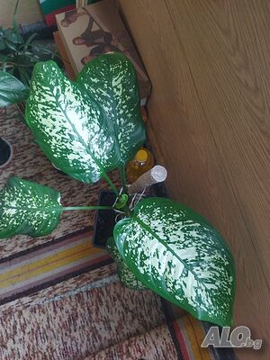 image_4