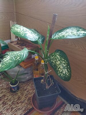 image_3