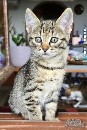 Супер гальовни котета!