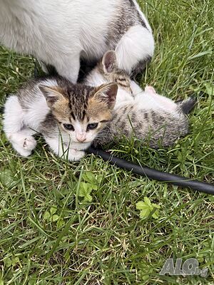 Подаряваме котенца