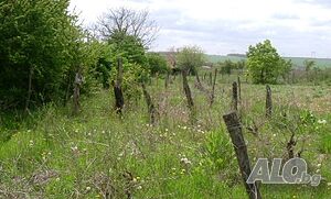 image_11