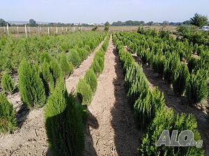 Източна туя / Thuja orientalis
