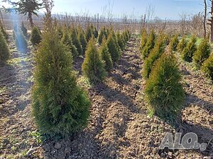 Западна туя смарагд / Thuja occidentalis