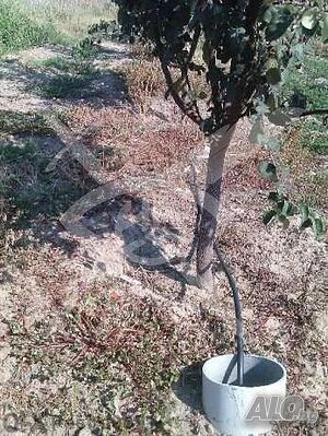 image_3
