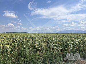 8 декара парцел в Ягодово