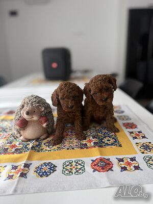 Той пудели женски