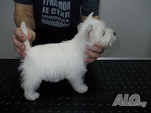 image_3
