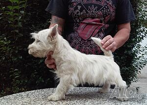 image_5