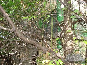 image_8
