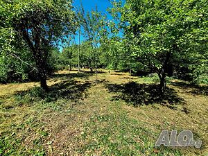 image_6