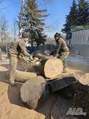 Рязане на опасни дървета разчистване на храстова разтителнос