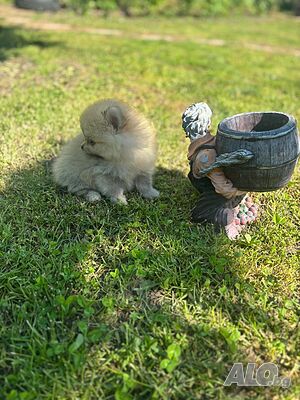 image_4