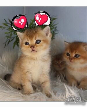 Котенца златна чинчила