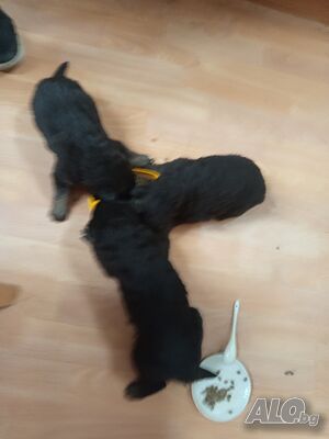 image_2