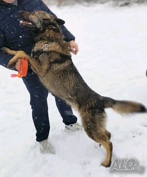 image_6
